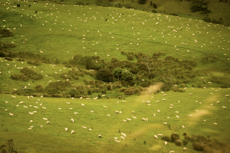 FullCircle_NZ-sheep